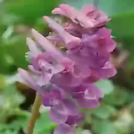 Corydalis